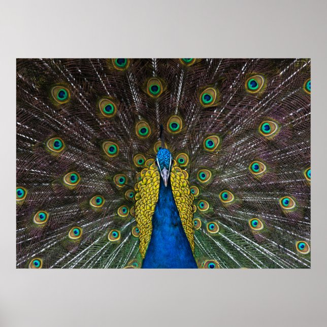 Colorful Indian peacock tail feathers open front Poster (Front)