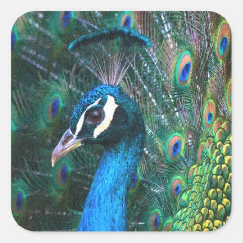 Colorful Indian peacock tail feathers open profile Square Sticker