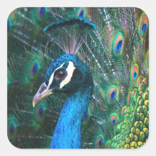 Colorful Indian peacock tail feathers open profile Square Sticker
