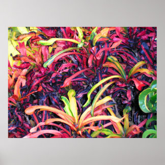 Colorful Ivy - Poster