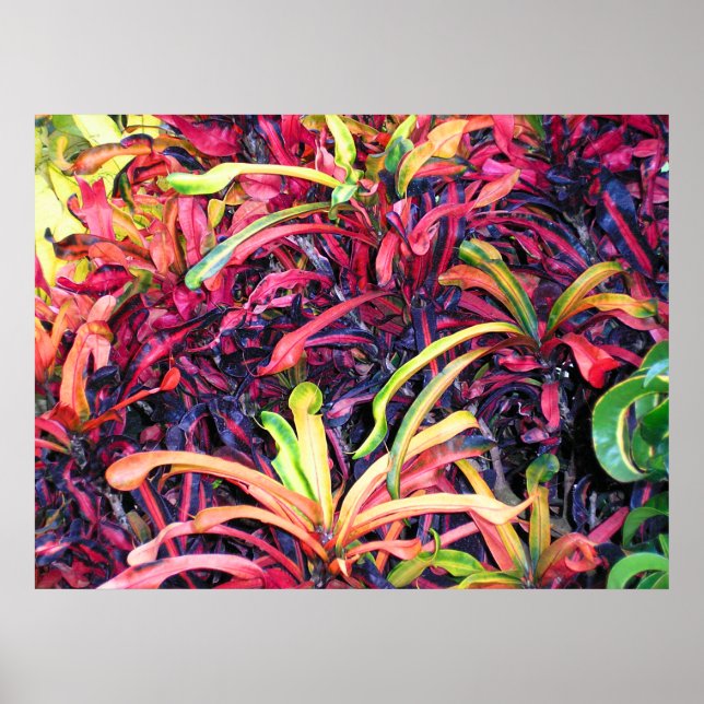 Colorful Ivy - Poster (Front)