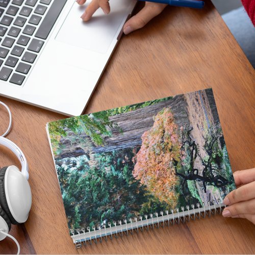 Colorful Japanese Maple Leaves and Giant Sequoia  Notebook
