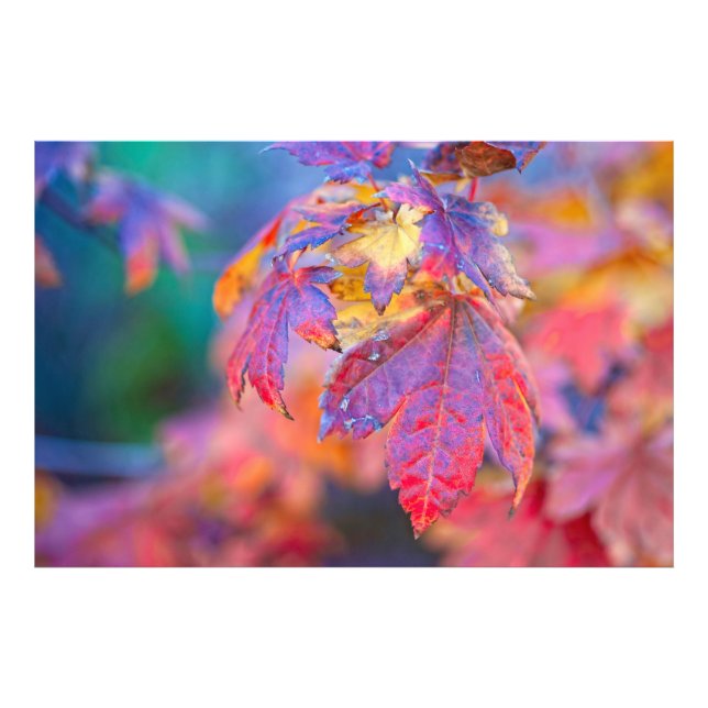 Colorful Japanese Maple leaves Photo Print (Front)