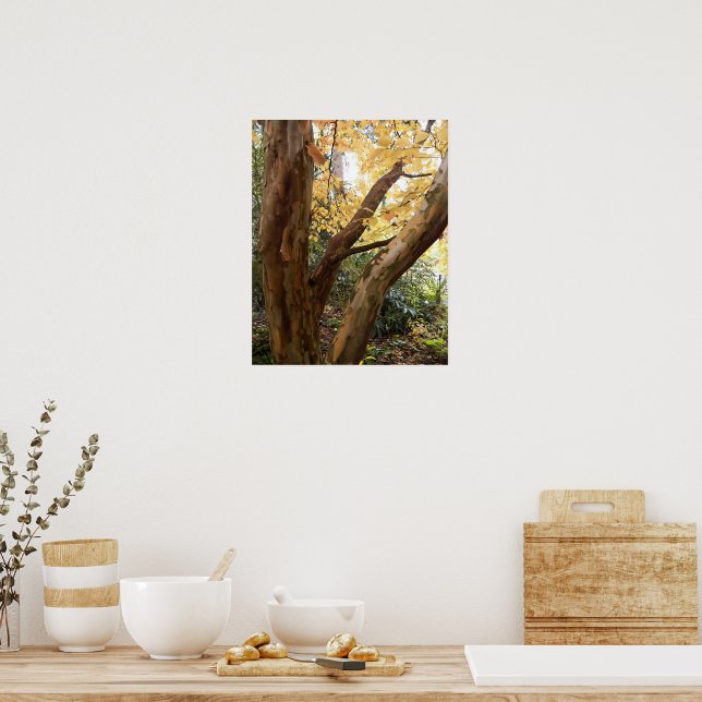 Colorful Japanese Stewartia Tree Poster (Kitchen)