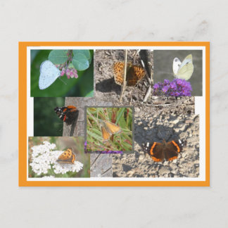 Colorful July Butterflies Collage DIY Postcard