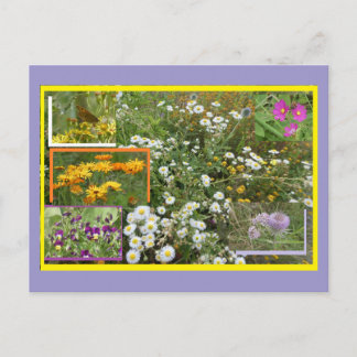 Colorful July Flowers DIY Postcard