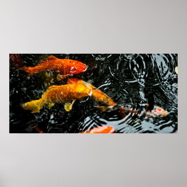 Colorful Koi Fish | Chengdu Poster (Front)