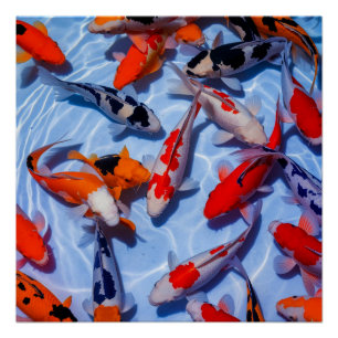 Colorful Koi Pool Wall Art Poster