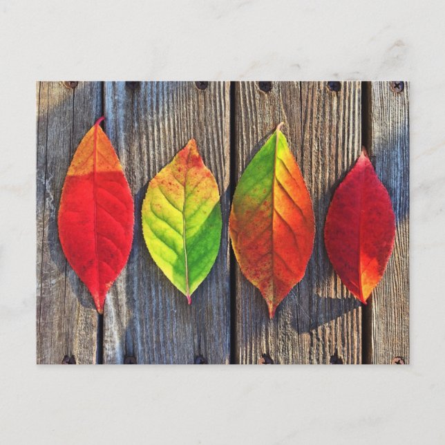 Colorful leaves postcard (Front)