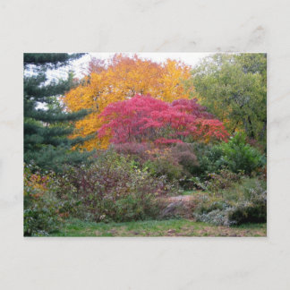 Colorful Leaves Postcard