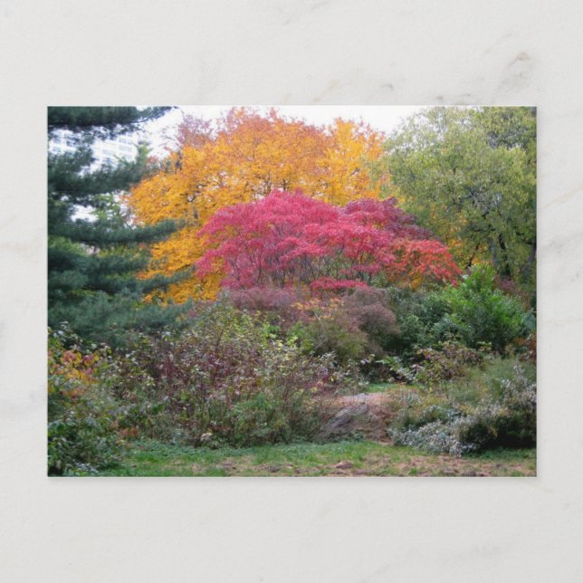 Colorful Leaves Postcard (Front)