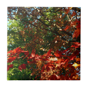 Colorful leaves tree Japanese Maple Autumn tree l Tile