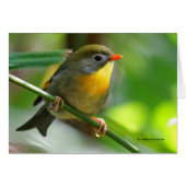 Colorful Leiothrix / Pekin Robin Songbird (Front Horizontal)