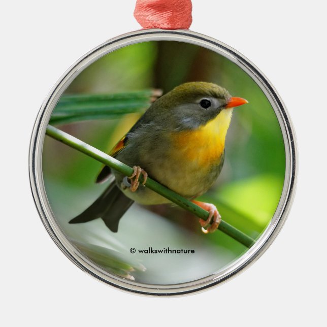 Colorful Leiothrix Pekin Robin Songbird Metal Ornament (Front)