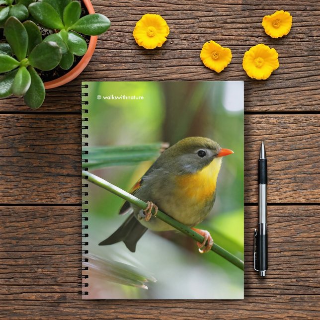 Colorful Leiothrix / Pekin Robin Songbird Notebook (Colorful Leiothrix Pekin Robin on the Branch Journal Cover Photo)