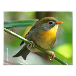 Colorful Leiothrix / Pekin Robin Songbird Photo Print