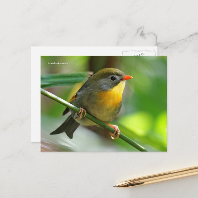 Colorful Leiothrix Pekin Robin Songbird Postcard (Front/Back In Situ)