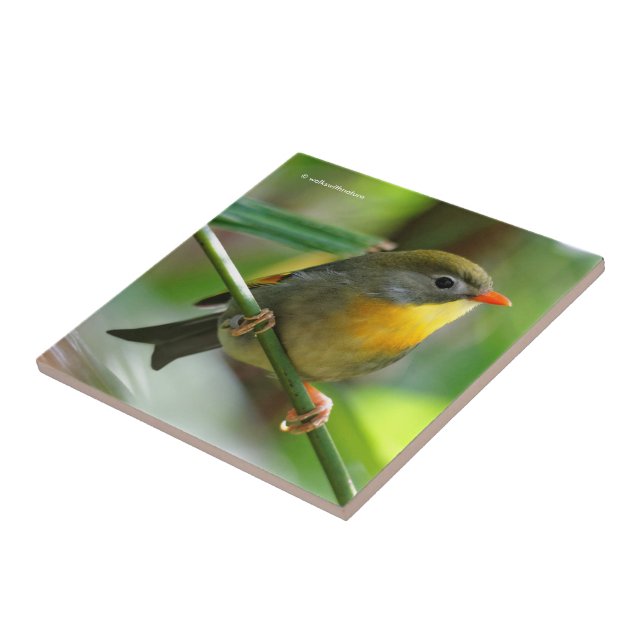 Colorful Leiothrix / Pekin Robin Songbird Tile (Side)