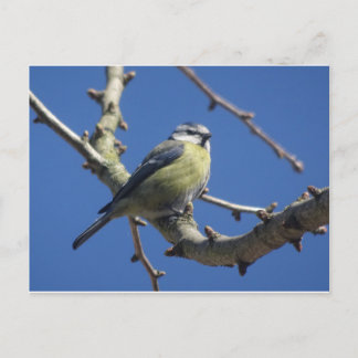 Colorful Little Bird with Blue Sky DIY Postcard