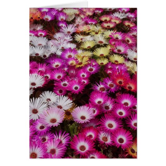 Colorful Livingstone Daisies Flowers (Front)