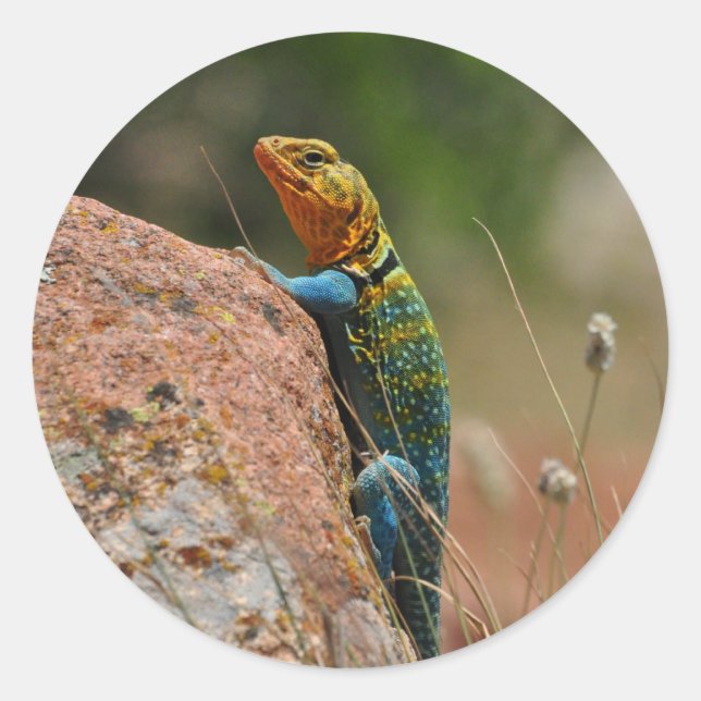 Colorful Lizard Classic Round Sticker (Front)