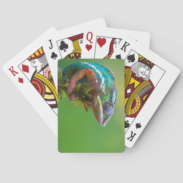 colorful lizard playing cards (Back)
