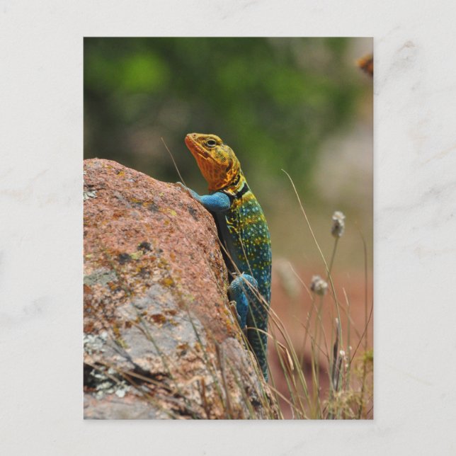 Colorful Lizard Postcard (Front)
