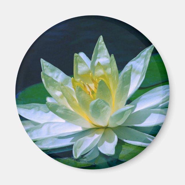 Colorful Lotus Magnet (Front)