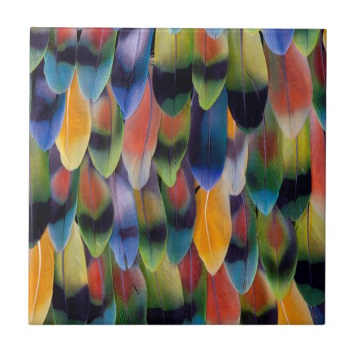 Colorful lovebird parrot feathers tile