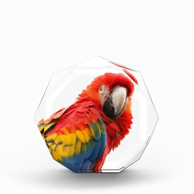 Colorful Macaw Chic Classy Mod Tropical Award (Front)