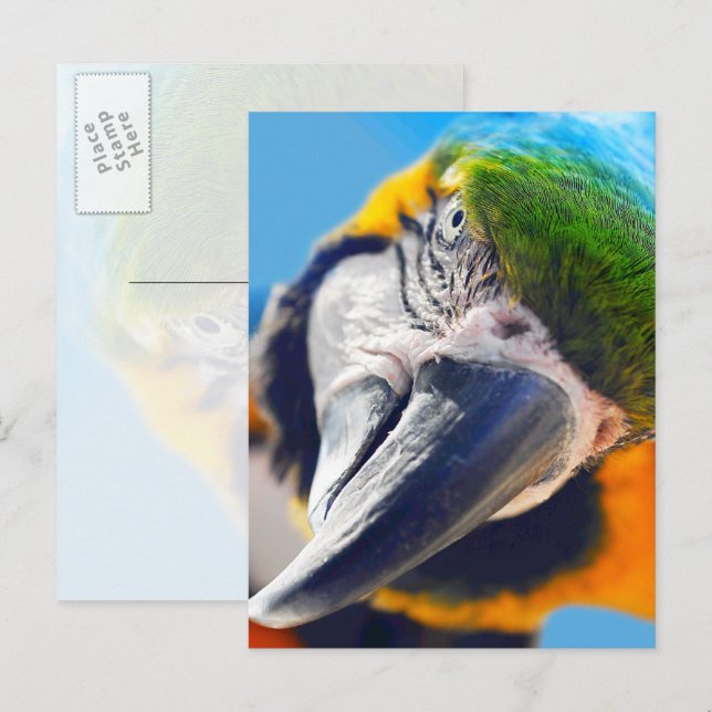 Colorful Macaw Face Postcard (Front/Back)