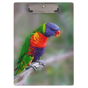 Colorful macaw parrot clipboard