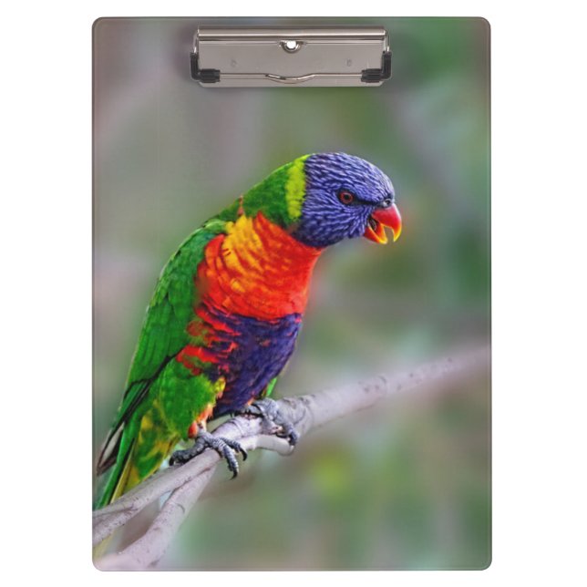 Colorful macaw parrot clipboard (Front)