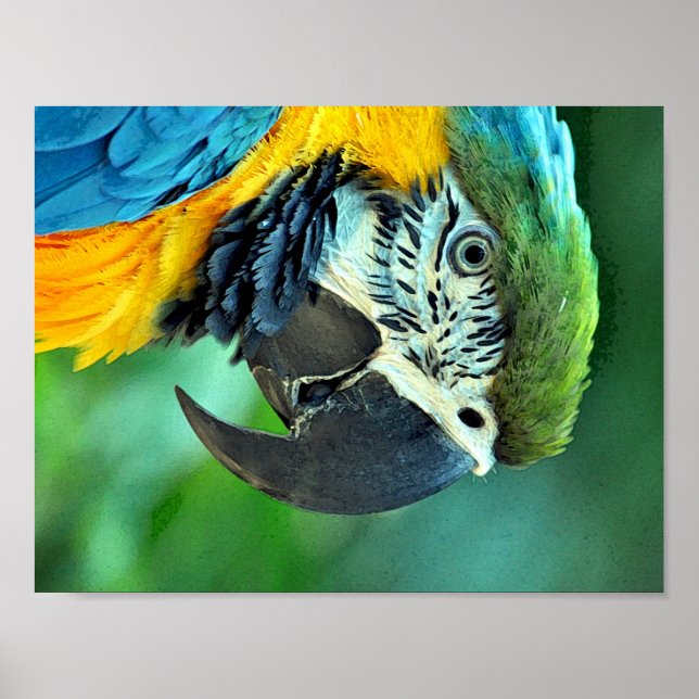 Colorful macaw parrot poster (Front)
