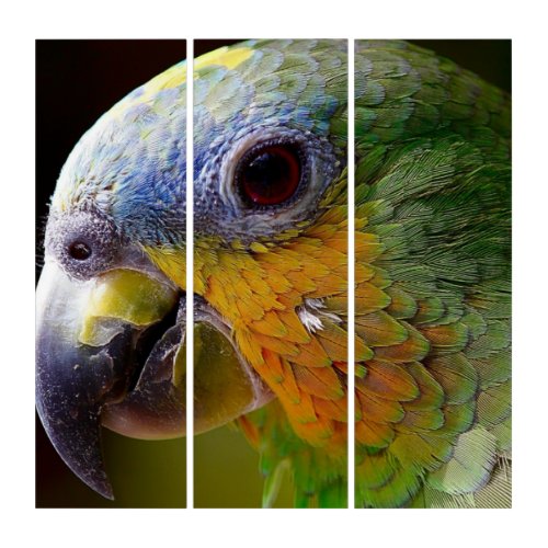 Colorful Macaw Parrot   Triptych