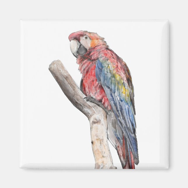 Colorful Macaw Parrot Watercolor Magnet (Front)