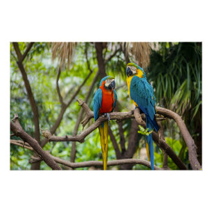 Colorful Macaw Parrots Perched Together Poster