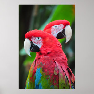 Colorful macaw parrots poster