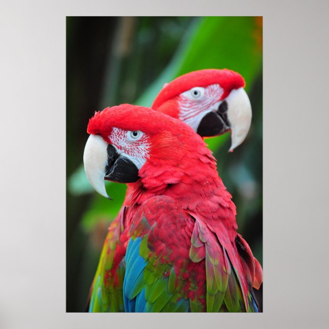 Colorful macaw parrots poster (Front)