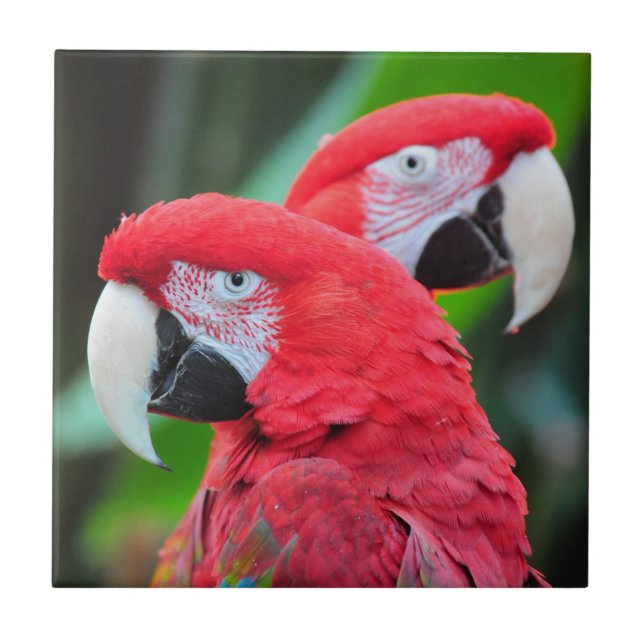 Colorful macaw parrots poster ceramic tile (Front)