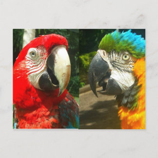 Colorful Macaws, Trinidad Postcard