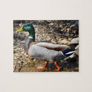 Colorful Male Mallard Duck Walking Jigsaw Puzzle