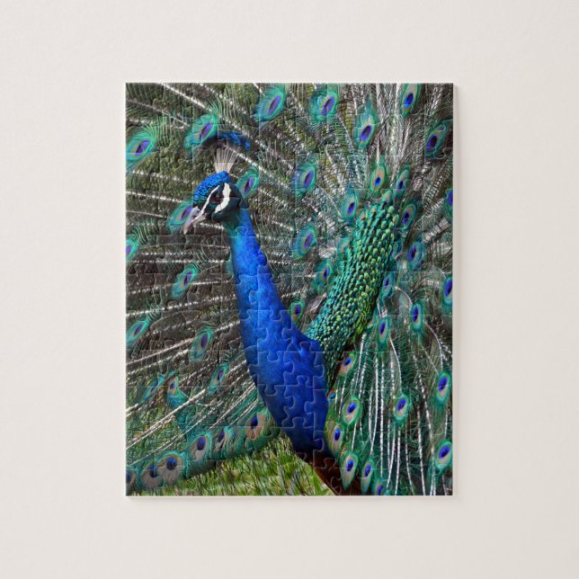 Colorful male peacock jigsaw puzzle (Vertical)