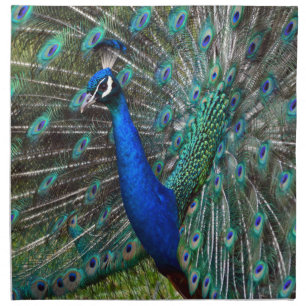 Colorful male peacock napkin