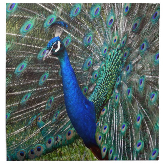 Colorful male peacock napkin (Front)