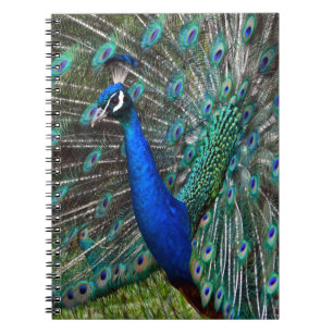 Colorful male peacock notebook