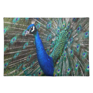 Colorful male peacock placemat