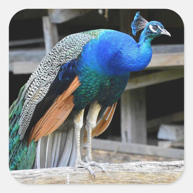 Colorful Male Peacock Square Sticker (Front)