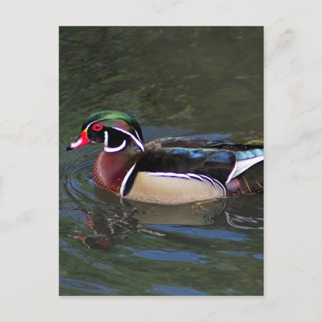 Colorful Male Wood Duck - Aix sponsa Postcard (Front)
