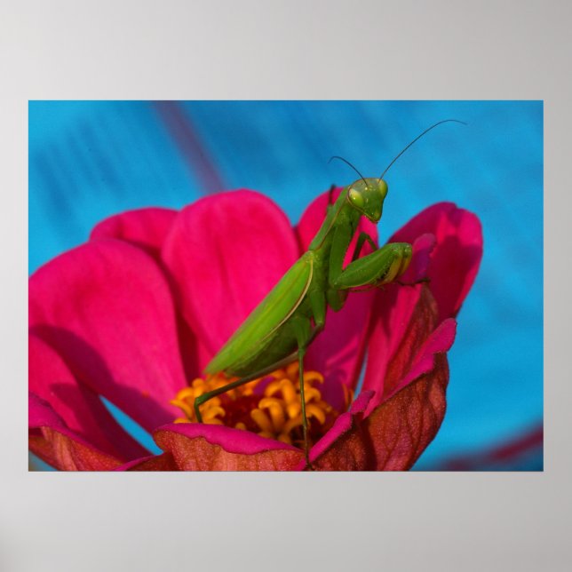 Colorful Mantis Poster (Front)
